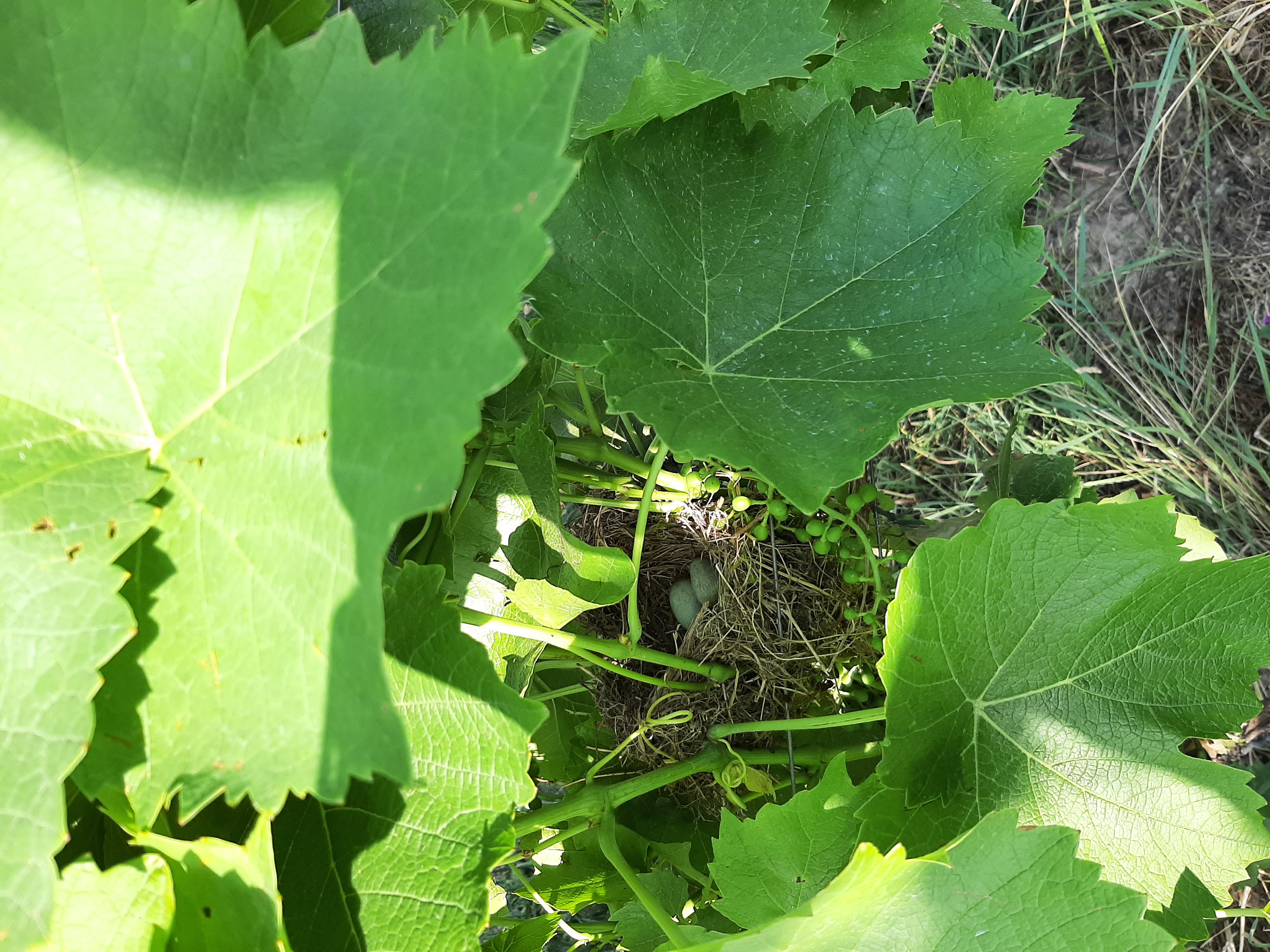 Gelege des Gartenrotschwanzes